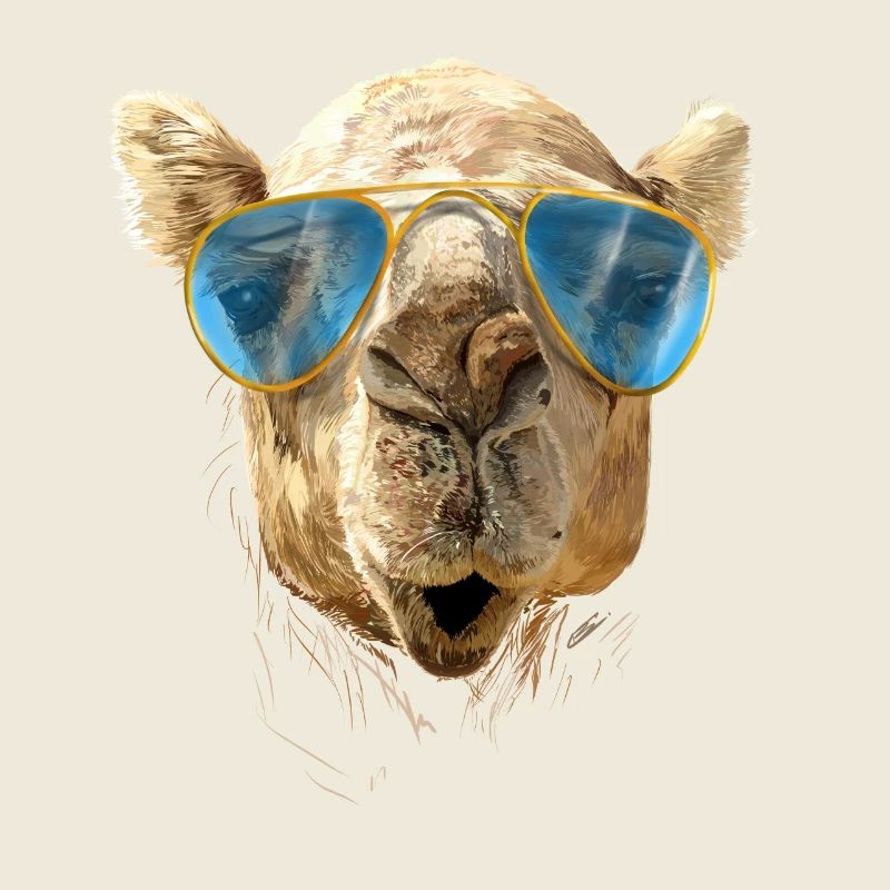Camel with sunglasses