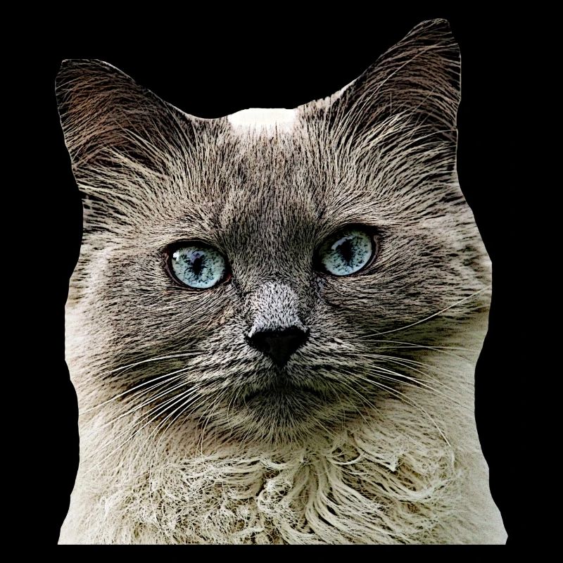 Chat Chat cat Cats Tête de chat