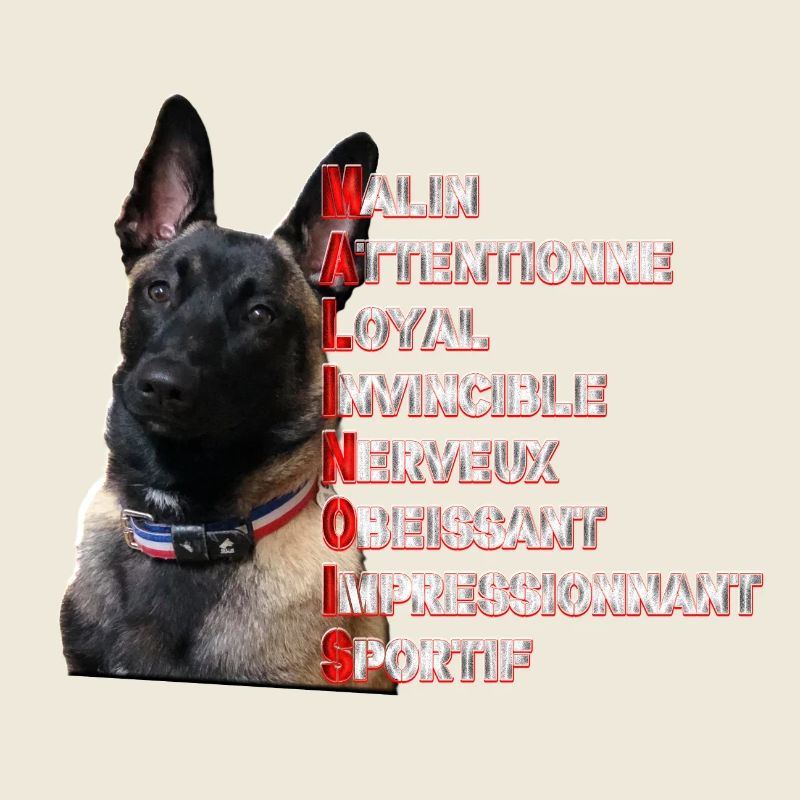malinois