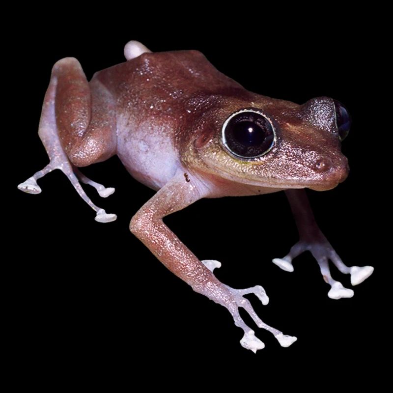 frog frog