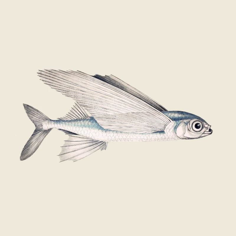 Schwalbe fish (flying fish)