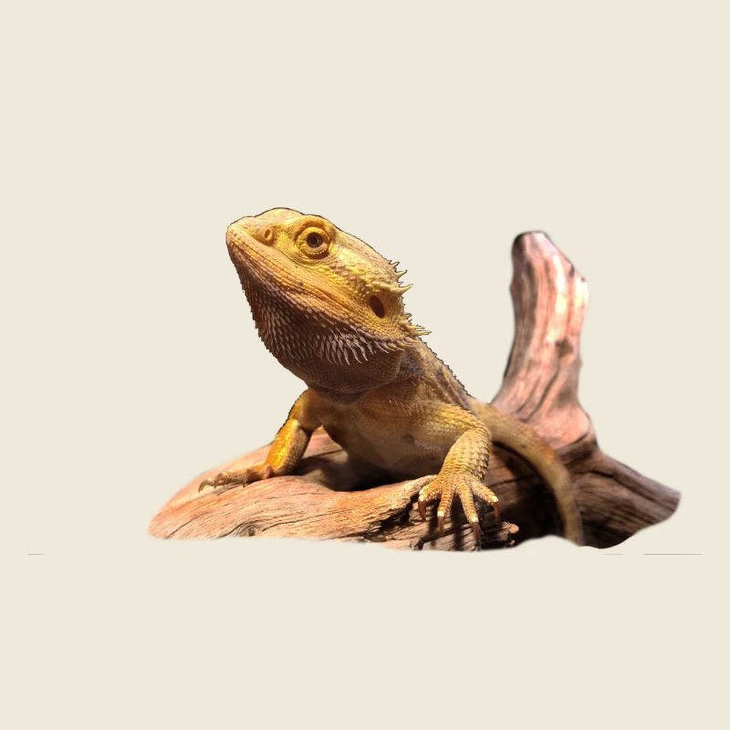 Bartagame