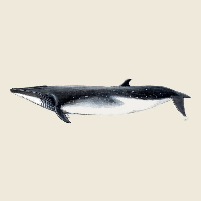 Bryde - Bryde baleine - rorqual tropical