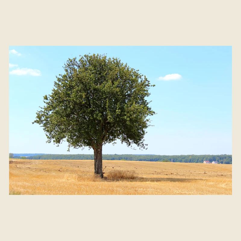 Tree, Environment, Nature