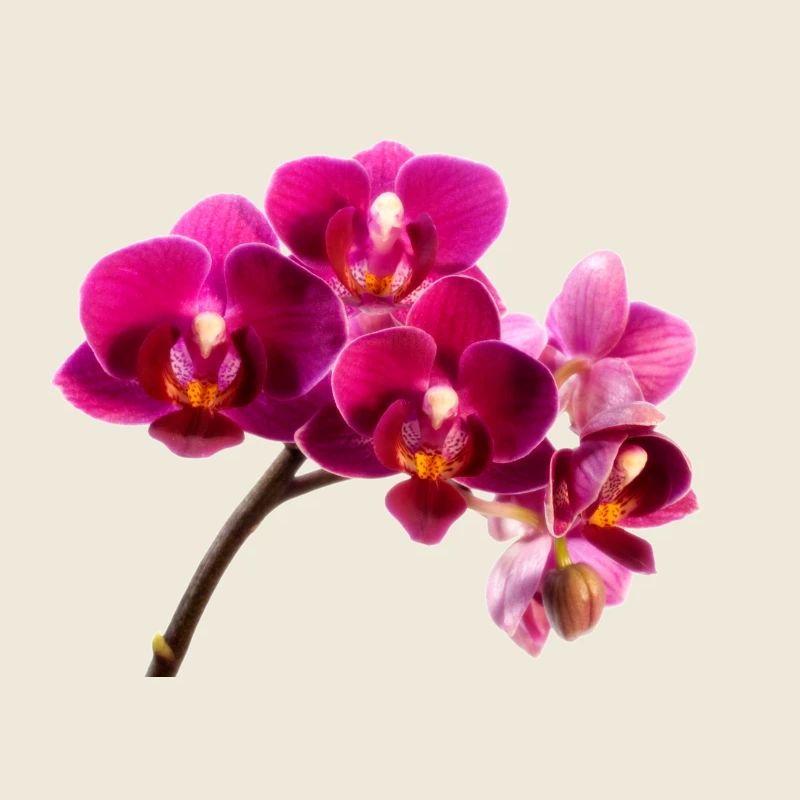 Orchidee Dunkellila