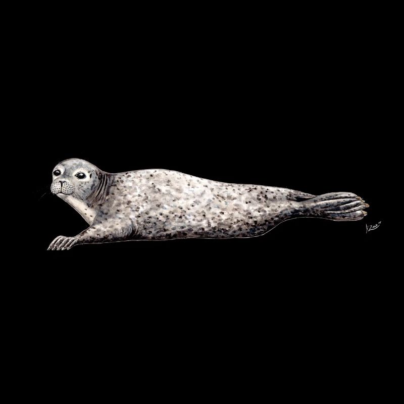 Phoca vitulina - Phoca - Phoque - Harbor seal