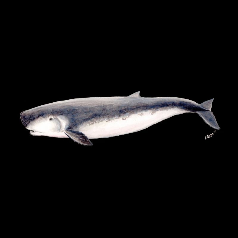 sperme pygmée cachalot pygmée baleine Kogia breviceps