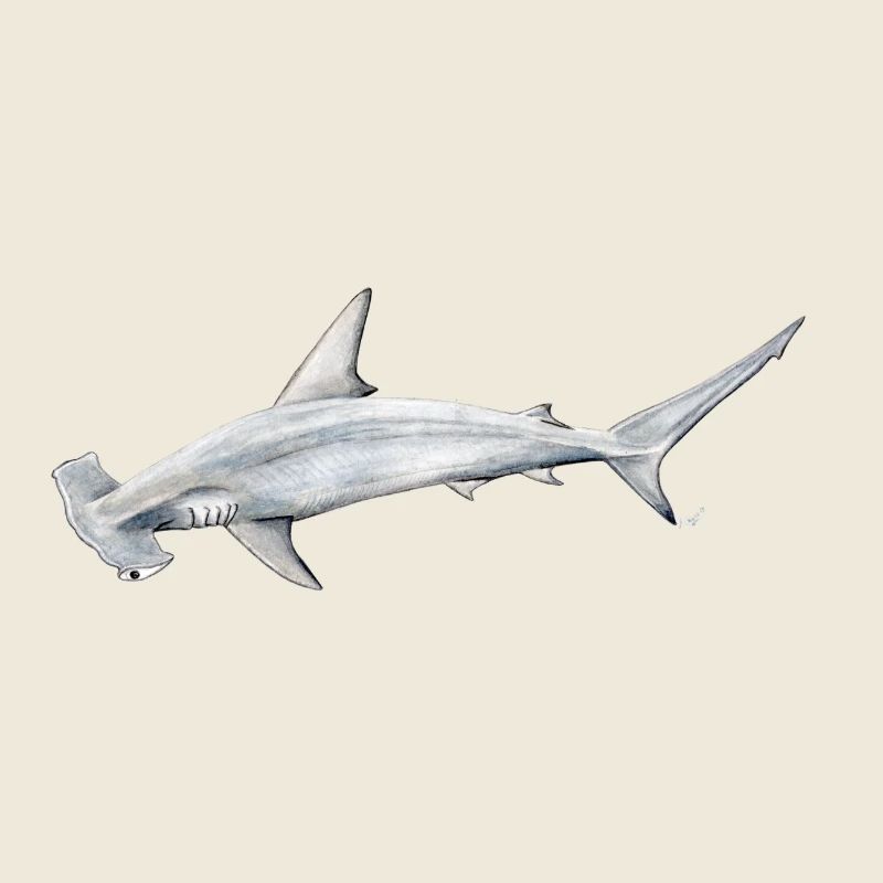 requin Martillon - requin-marteau - Réquin