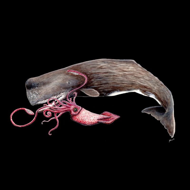 Sperm Whale with Squid - sperm whale - Cachalot