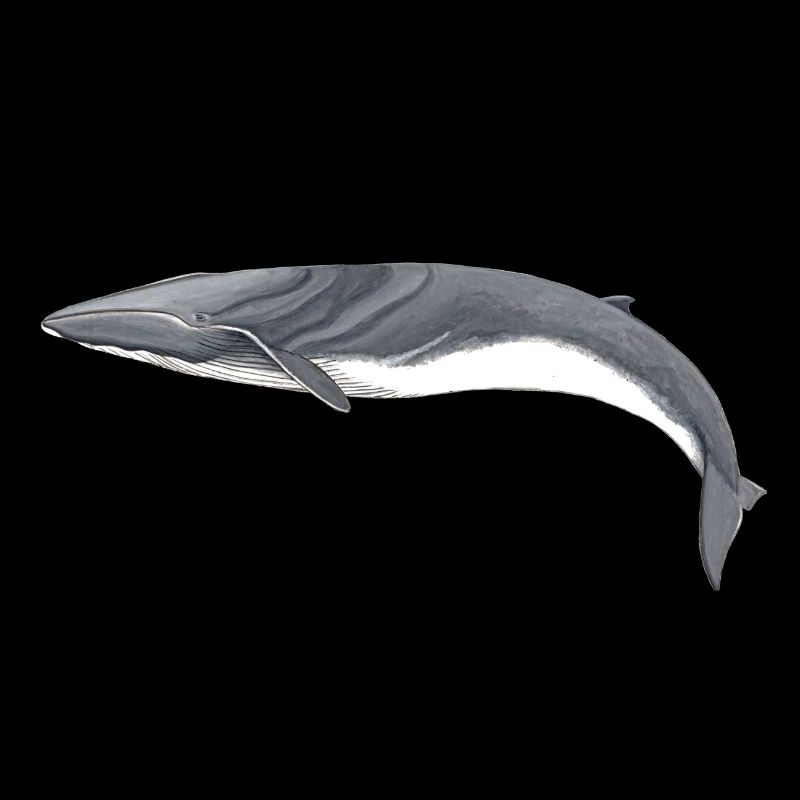 rorquals - rorqual - rorqual commun