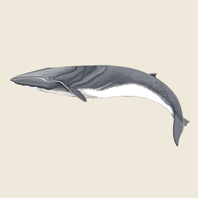 rorquals - rorqual - rorqual commun