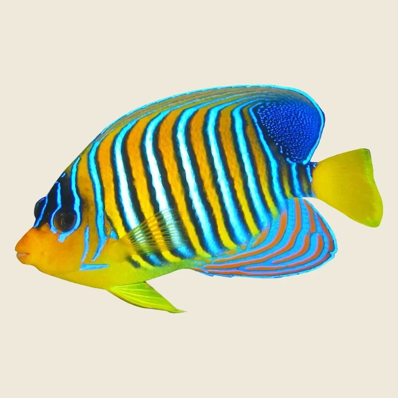 Fisch