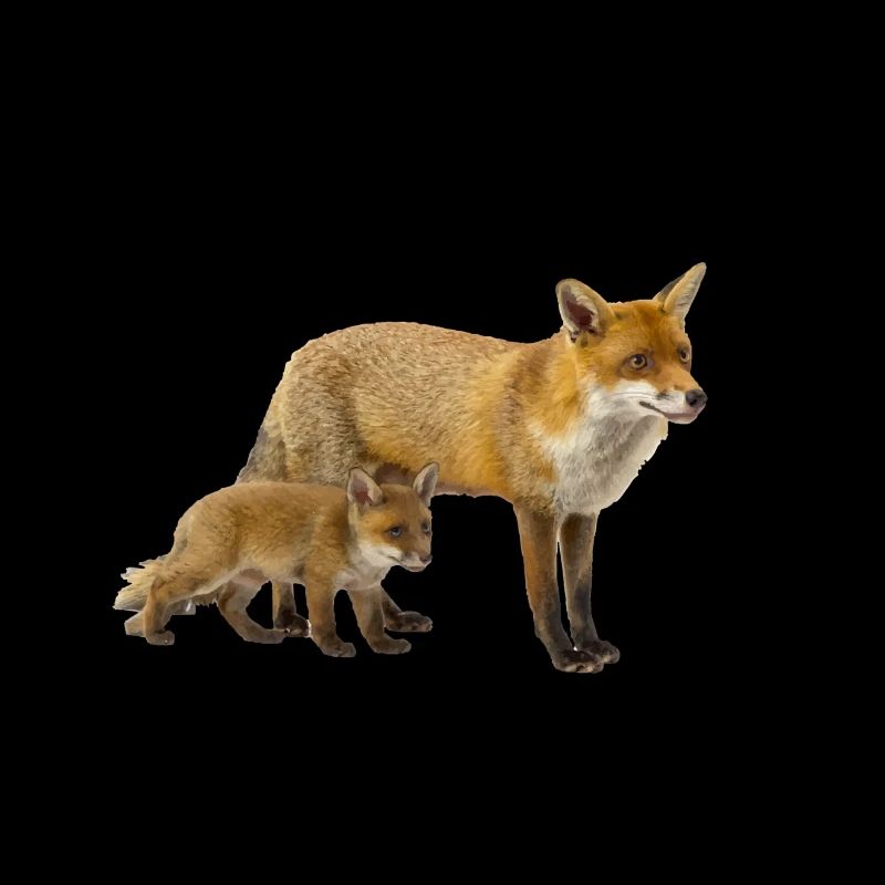 Fox
