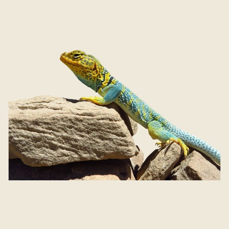 gecko lézard lézard lézard