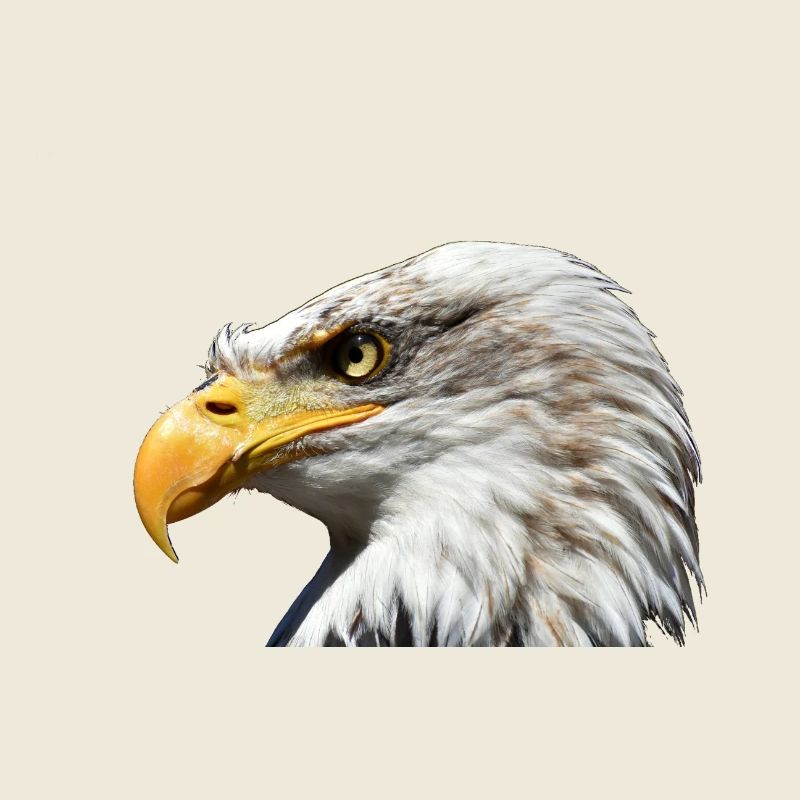 Majestic sea eagle