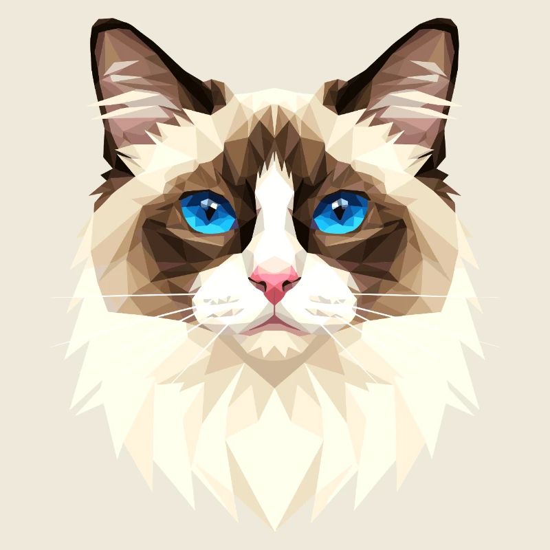 Ragdoll Chat Ragdoll Chat Mignons Chats Ragdoll