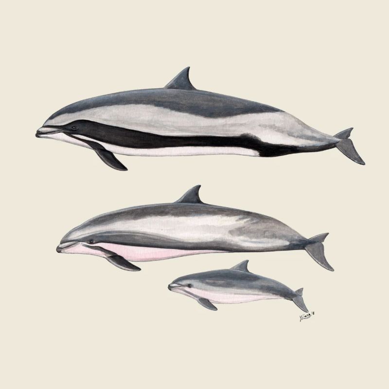 Fraser dolphin - Fraser's dolphin - Dauphin