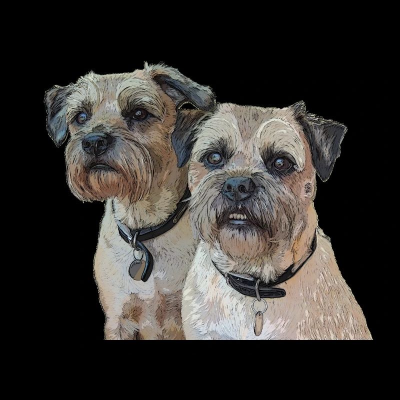 Two Border Terriers