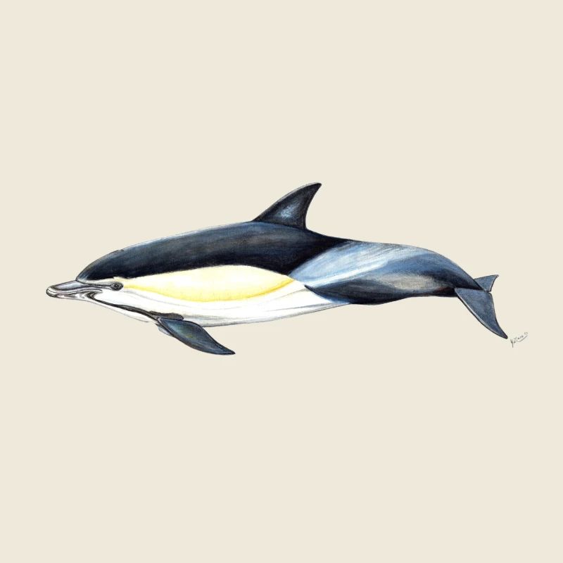 Common dolphin - Common dolphin - Common dolphin
