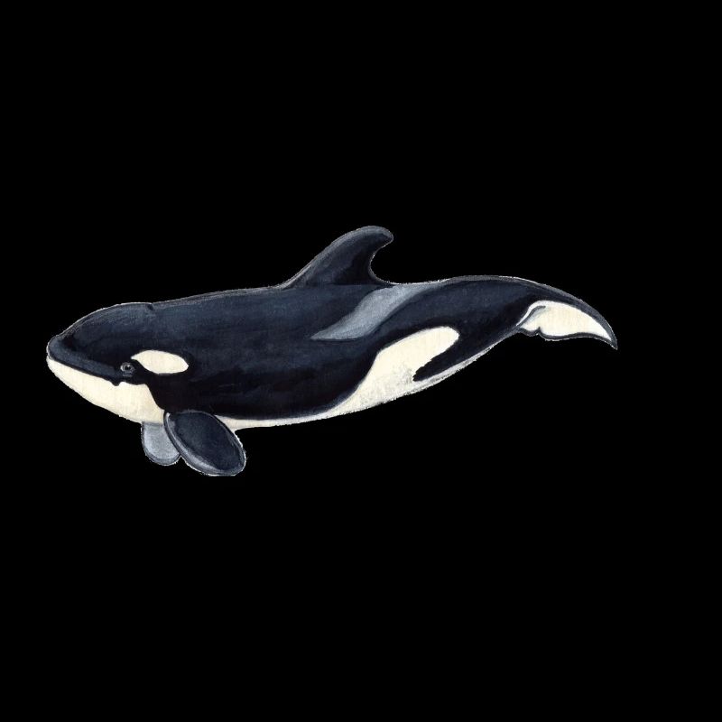 Bébé épaulard - Orca bébé - arce bébé