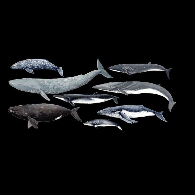 Baleines - Baleines - Baleines - mysticètes