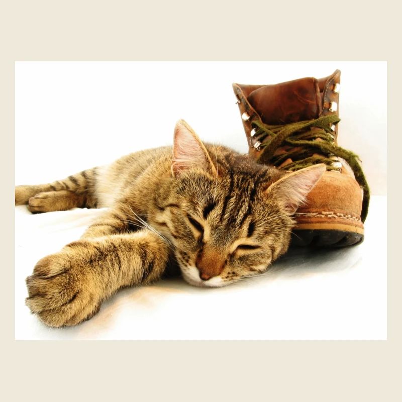 Katze