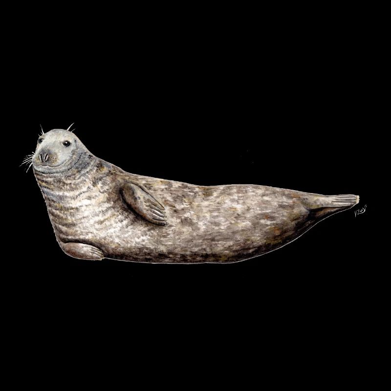 Phoque gris - gris Seal - Phoque gris