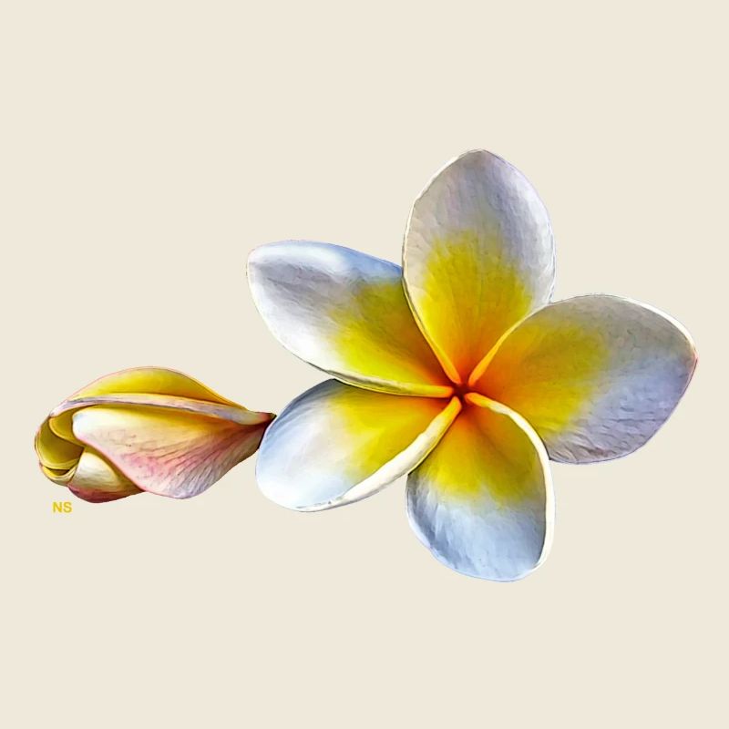 Weisse plumeria oder Frangipani Blume