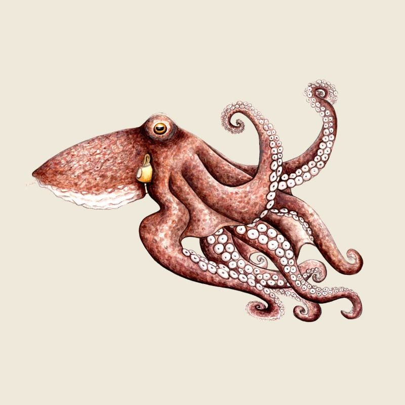 Octopus - Octopus vulgaris - Octopus Pieuvre Poulpe