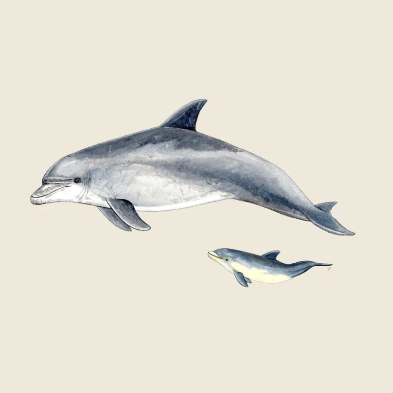 DAUPHIN - Grand Dauphin - Grand dauphin