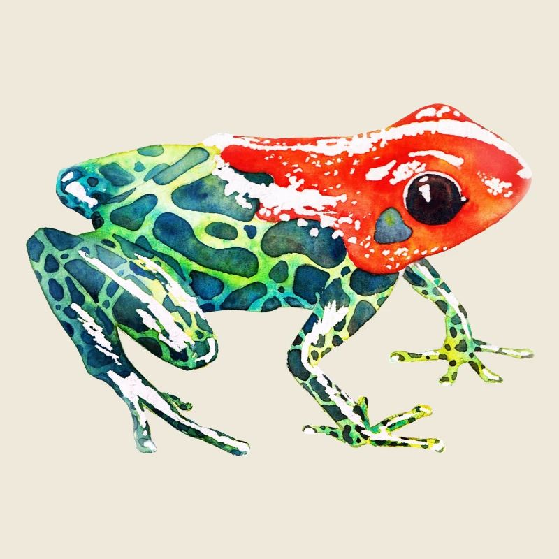 Frog with a red head