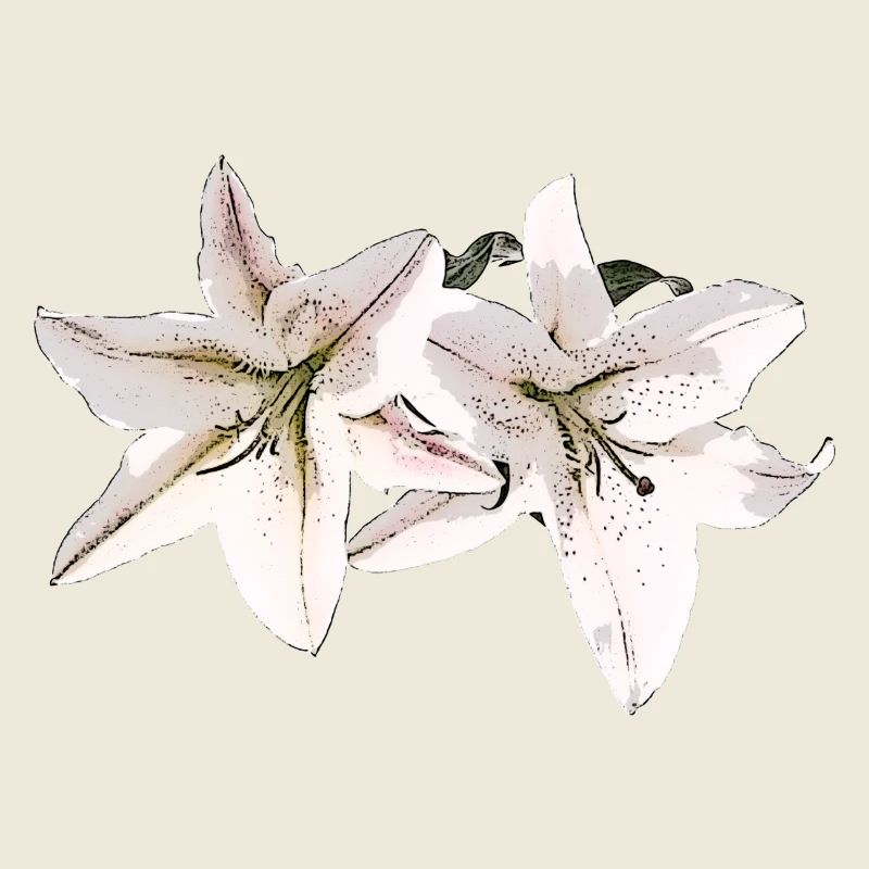 Lily / Lilium / Lily