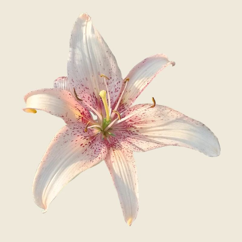 Fleur des Rosiers de Nénuphar