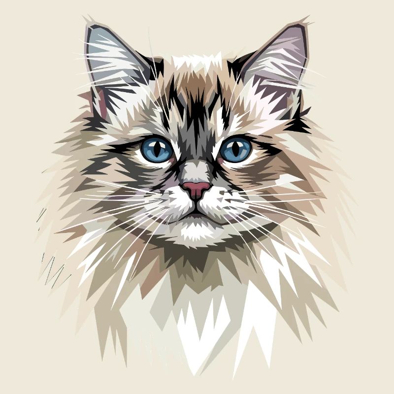 Ragdoll Chat Ragdoll Chat Mignons Chats Ragdoll