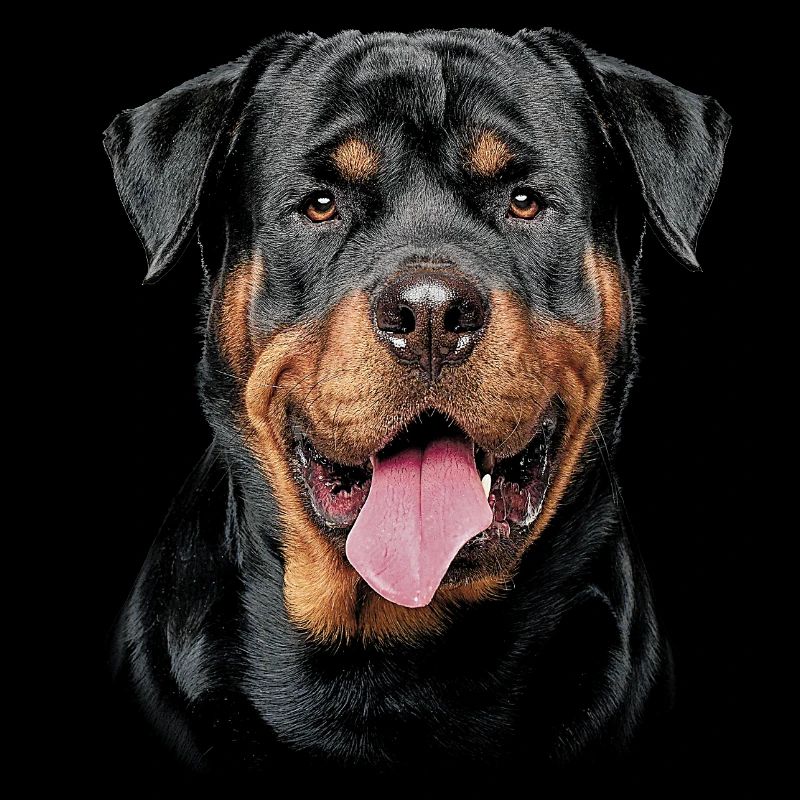 Rottweilerhund