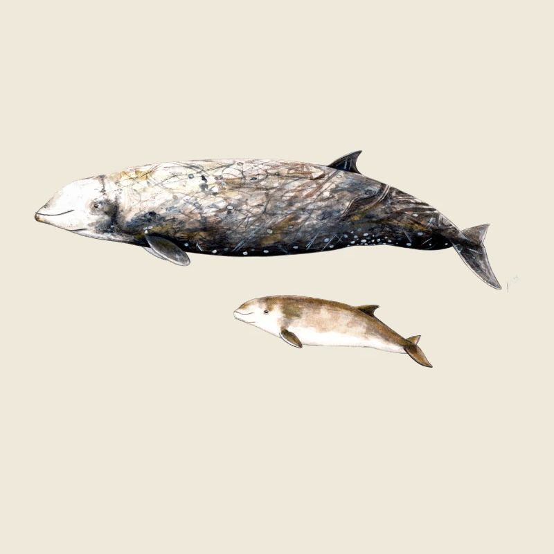 baleine à bec de Cuvier - baleine à bec baleine à bec de Cuvier