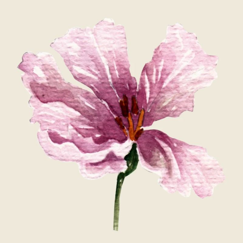 blume