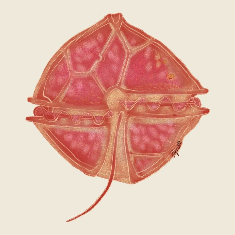 Alexandrium catanella