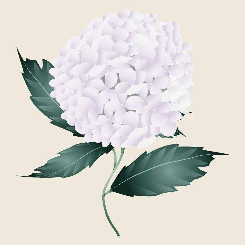 White hydrangea blossom – elegance and lightness