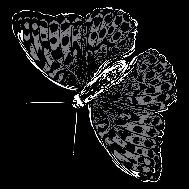 Aile de papillon Papillon Papillon