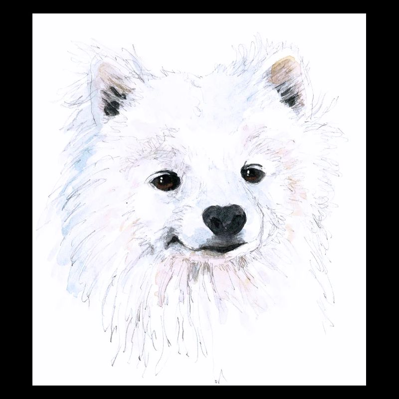 Junger Samojede - Portrait Handgezeichnet Aquarell
