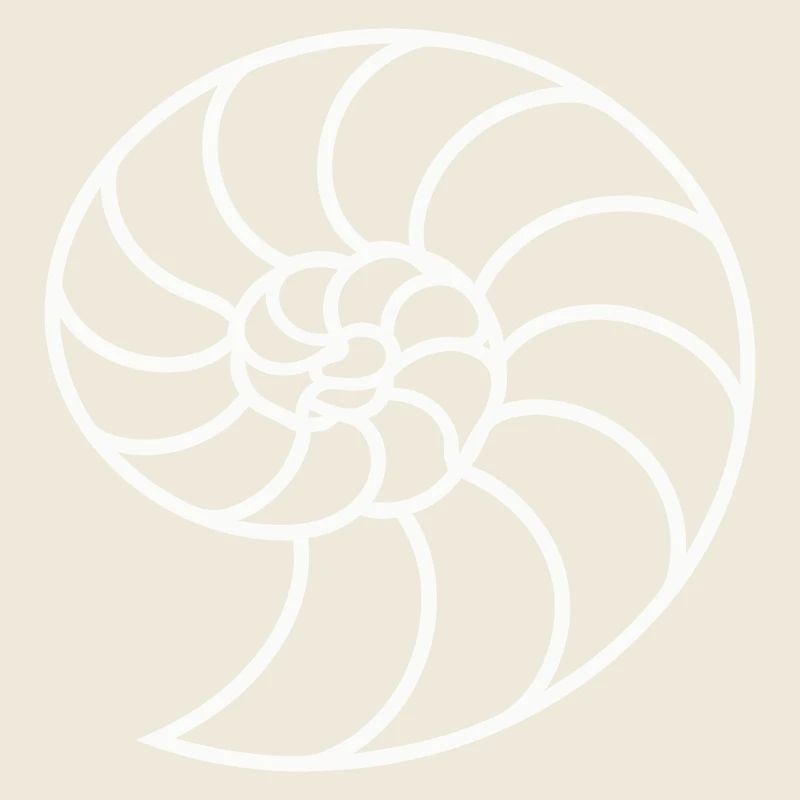 Spirale Nautile Blanche