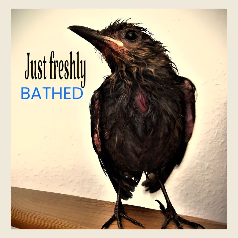 Just freshly bathed