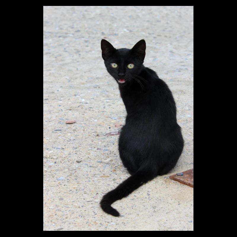 Katze schwarz