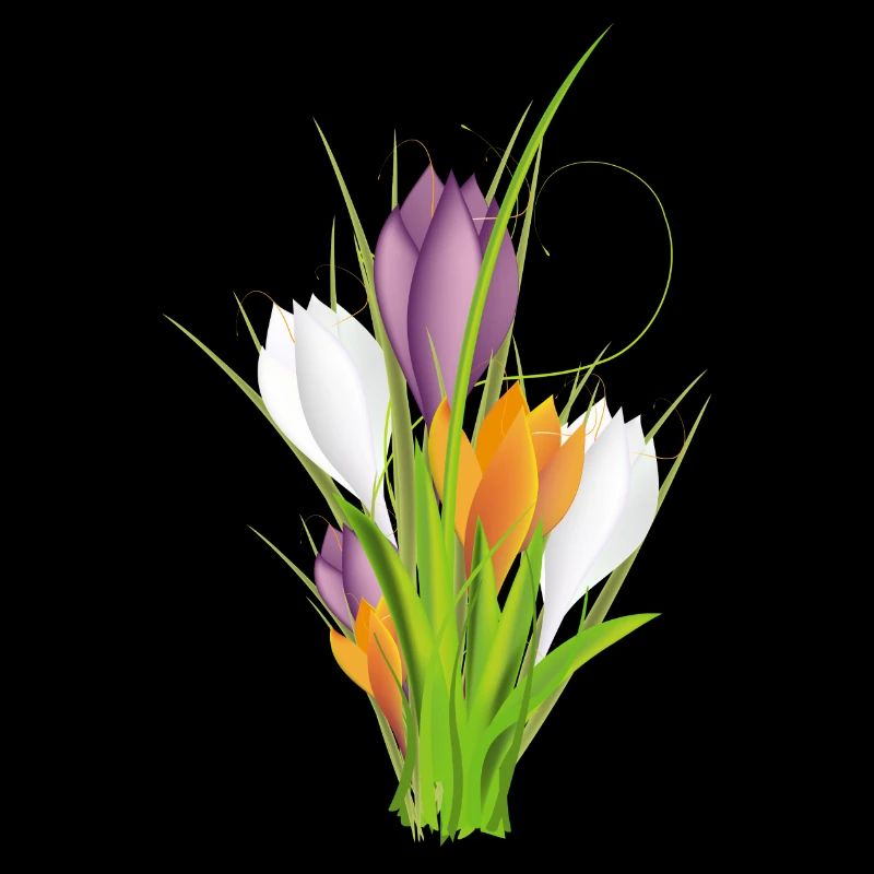 delicate brightly lit crocuses in spring