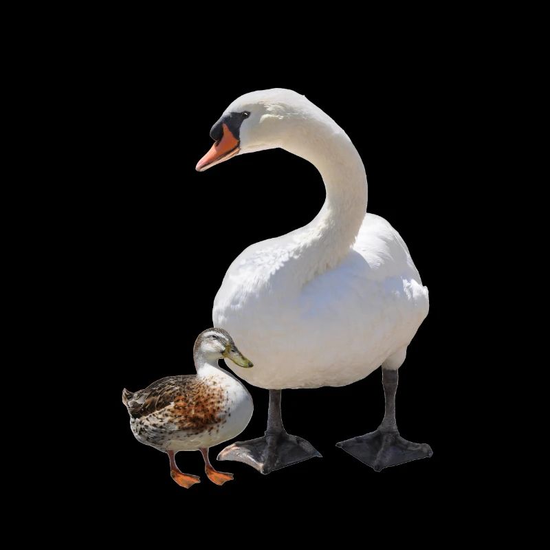 Schwan