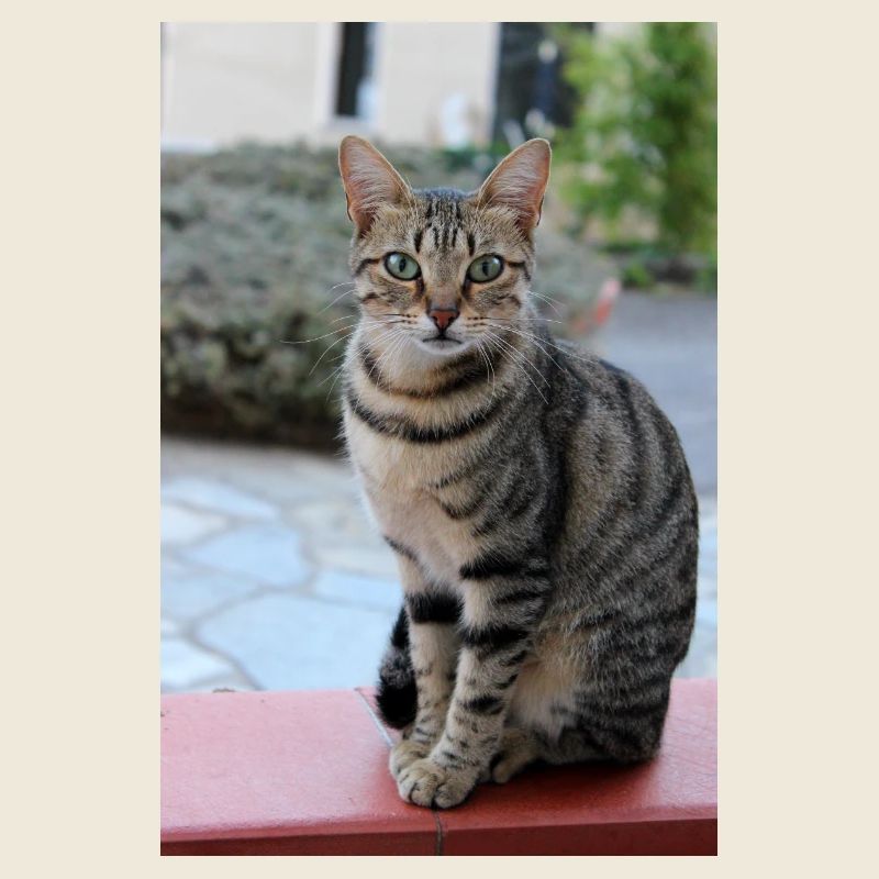 Katze