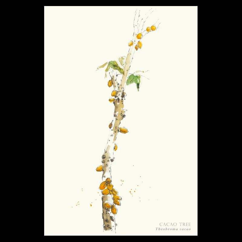 Cacao Tree Theobroma Cacao Watercolor Drawing Poste