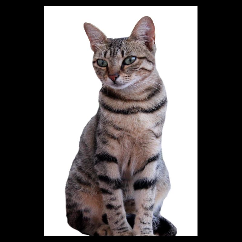 Katze Katze Schwarzes Kätzchen