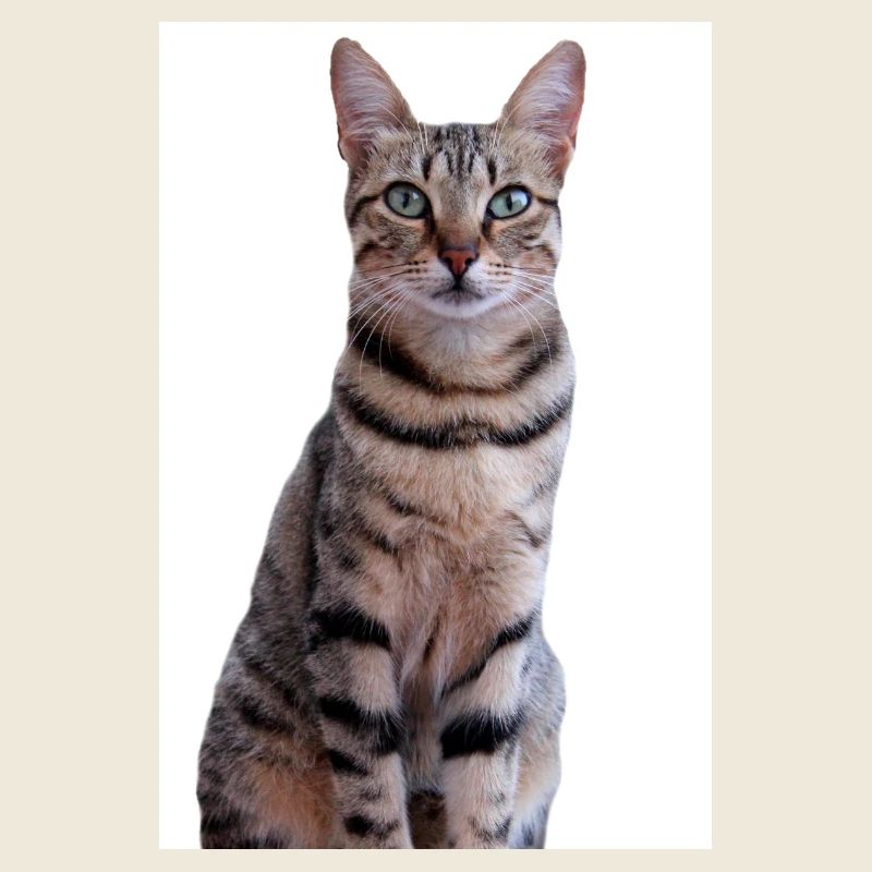 Chat Chaton